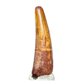 20211 - Nicely Preserved Large Spinosaurus aegyptiacus Dinosaur Tooth IN CATAWIKI AUCTION NOW