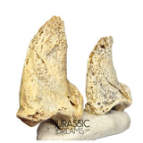 S297 - Set of 2 Huge Ice Age Cave Bear (Ursus spelaeus) Claws - Upper Pleistocene