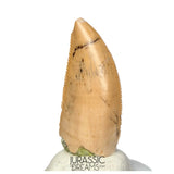 S164 - Large Majungasaurus crenatissimus Abelisaurid Dinosaur Tooth with Unusual Green Sandstone matrix on its base