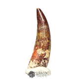 20426- Nicely Preserved Suchomimus tenerensis Dinosaur Tooth IN CATAWIKI AUCTION NOW