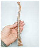 1140 - Museum Grade Unidentified Pterosaur Femur Bone Cretaceous KemKem