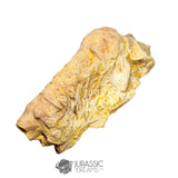 20237 - Exceedingly Rare Carcharodontosaurus saharicus Postorbital-Lacrimal Skull Bone