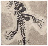 S289 - Interesting Genuine Partially disarticulated Keichousaurus hui skeleton Early Triassic Marine Reptile