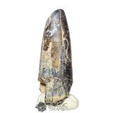 20142 - Huge Sarcosuchus imperator Crocodile Tooth - Lower Cretaceous Elrhaz Fm IN CATAWIKI AUCTION NOW