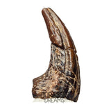 J115 - Top Rare Killer Alvarezsaurid Theropod Dinosaur Manus Claw - Lower Cretaceous Elrhaz Fm