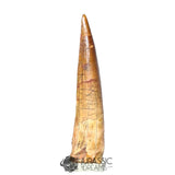 20207 - Nicely Preserved Large Spinosaurus aegyptiacus Dinosaur Tooth IN CATAWIKI AUCTION NOW
