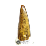 20300 - Nicely Preserved Afrovenator abakensis Megalosaurid Dinosaur Tooth IN CATAWIKI AUCTION NOW