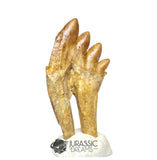 20245 - Nicely Preserved Basilosaurus (Whale Ancestor) Molar Rooted Tooth IN CATAWIKI AUCTION NOW