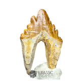20231 - Nicely Preserved Basilosaurus (Whale Ancestor) Molar Rooted Tooth IN CATAWIKI AUCTION NOW