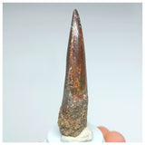 1053 - Gem Grade Spinosaurus aegyptiacus 3.14'' Dinosaur Tooth KemKem Beds