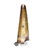 20257 - Nicely Preserved Suchomimus tenerensis Dinosaur Tooth IN CATAWIKI AUCTION NOW
