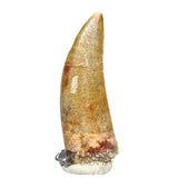 20031 - Rare Afrovenator abakensis Megalosaurid Dinosaur Tooth Jurassic Tiouraren Fm