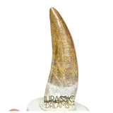 S43 - Finest Quality Large Suchomimus tenerensis Spinosaurid Dinosaur Tooth
