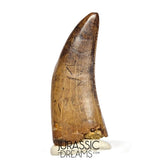 J561 - Tyrannosaur Dinosaur Tooth - Nanotyrannus sp - Late Cretaceous - Lance Creek Fm
