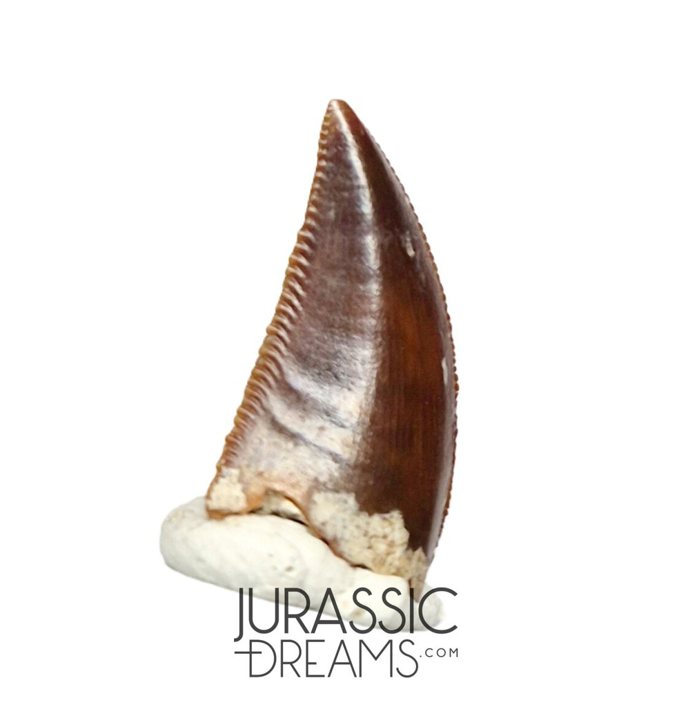 S57 - Finest Quality Majungasaurus crenatissimus Abelisaurid Dinosaur Tooth