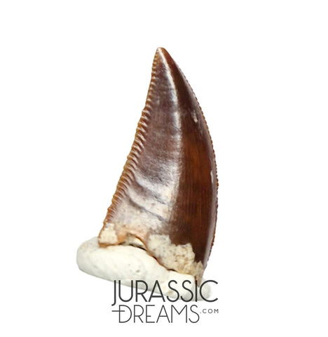 S57 - Finest Quality Majungasaurus crenatissimus Abelisaurid Dinosaur Tooth