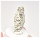 1522 - Museum Grade Unique Spicomellus afer Oldest Ankylosaurian Dinosaur Tooth - El Mers Fm