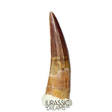 S210 -Gem Grade Suchomimus tenerensis Spinosaurid Dinosaur Tooth Partially Rooted VISIBLE CARINA