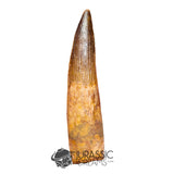 20144 - Nicely Preserved Large Spinosaurus aegyptiacus Dinosaur Tooth