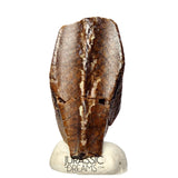 J490 - Large Edmontosaurus Hadrosaurid "duck-billed" Ornithopod Dinosaur Tooth - Lance Creek Fm