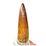 S393 - Nicely Preserved Spinosaurus aegyptiacus Dinosaur Tooth - Red Sanstone Beds