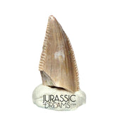 S217 - Top Rare Majungasaurus crenatissimus Abelisaurid Dinosaur PREMAXILLARY Tooth