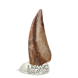 J177 - Top Rare Ornithocheirid Pterosaur Claw - Lower Cretaceous Elrhaz Fm