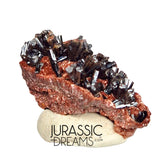 S298 - Top Rare Unusual Gohetite Partial Geode with Astonishing Prismatic Columnar Pyrolusite Crystals