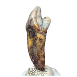 S242 - Nicely Preserved Huge Ice Age Cave Bear (Ursus spelaeus) Incisor Tooth