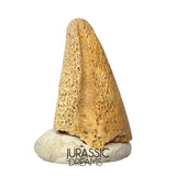 J488 - Ultra Rare Pachycephalosaurus wyomingensis Foot Claw - Late Cretaceous - Hell Creek Fm