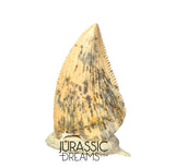 S353 - Nicely Preserved Majungasaurus crenatissimus Abelisaurid Dinosaur Tooth - Late Cretaceous