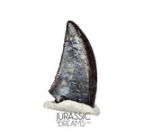S89 - Top Rare Acheroraptor temertyorum (Dromaeosaurid Raptor Theropod) Dinosaur Tooth - Hell Creek Formation