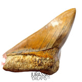 J496 - Gem Grade Huge Killer Megalodon Tooth from Rare Indonesia Location