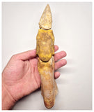 1527 - Museum Grade Spinosaurus aegyptiacus Dinosaur Complete Toe Finger with Claw- KemKem Beds