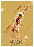 J23 - GREAT Wasp MEGASPILIDAE Fossil Inclusion Genuine BALTIC AMBER + HQ Picture