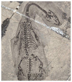 S181 - Top Well Preserved Keichousaurus hui Early Triassic Marine Reptile