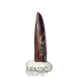 S169 - Top Rare Finest Quality Nigersaurus taqueti (Rebbachisaurid) Sauropod Dinosaur Tooth