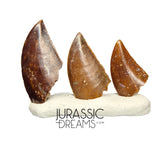 S56 - Set of 3 Majungasaurus crenatissimus Abelisaurid Dinosaur Teeth