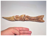 1498 - Museum Grade Spinosaurus aegyptiacus Dinosaur Complete Toe Finger with Claw- KemKem Beds