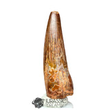 20168 - Finest Grade Spinosaurus aegyptiacus Dinosaur Tooth - Cretaceous KemKem Beds IN CATAWIKI AUCTION NOW