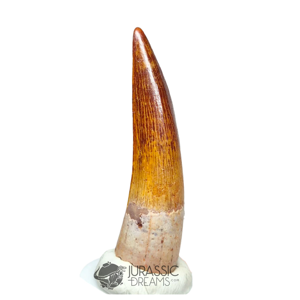 20228 - Gem Grade Spinosaurus aegyptiacus Dinosaur Tooth - Cretaceous KemKem Beds IN CATAWIKI AUCTION NOW