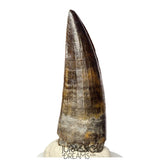 S388 - Finest Quality Suchomimus tenerensis Spinosaurid Dinosaur Tooth WITH VISIBLE CARINA