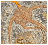 S269 - Huge Nicely Preserved Ordovician Aged Brittle Star (Ophiura sp)