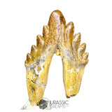 20125 - Outstanding Huge Basilosaurus (Whale Ancestor) Molar Rooted Tooth IN CATAWIKI AUCTION NOW