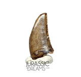 S87 - Finest Quality Dromaeosaurid Raptor Theropod Dinosaur Tooth - Judith River Fm