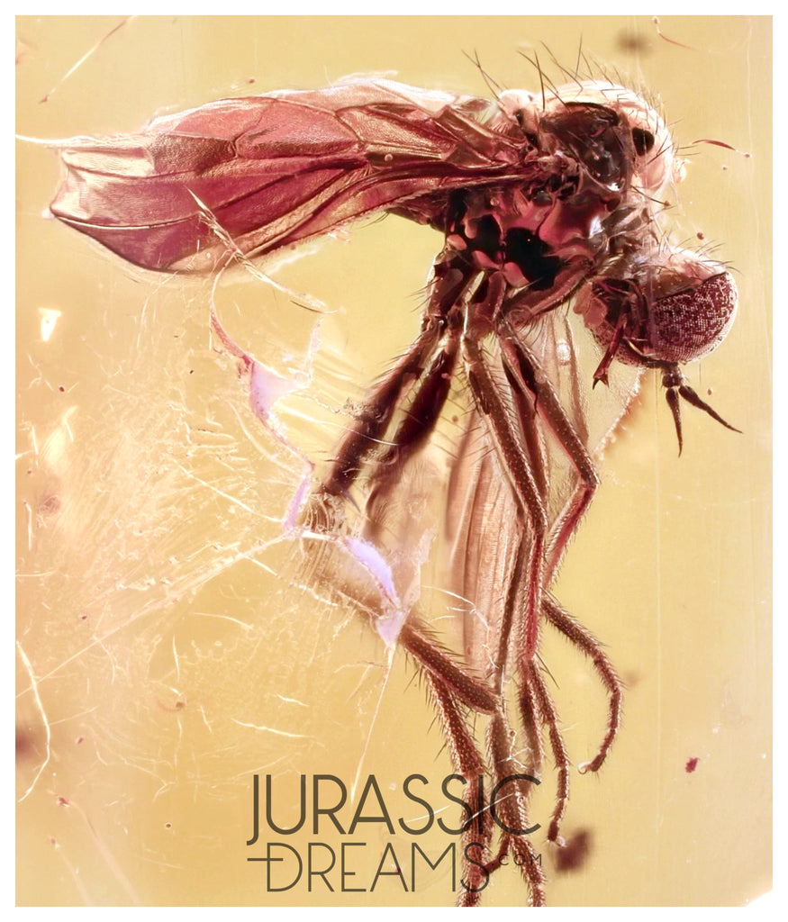 J18 - SUPERB Looking DAGGER FLY Empididae Fossil Inclusion Genuine BALTIC AMBER + HQ Picture