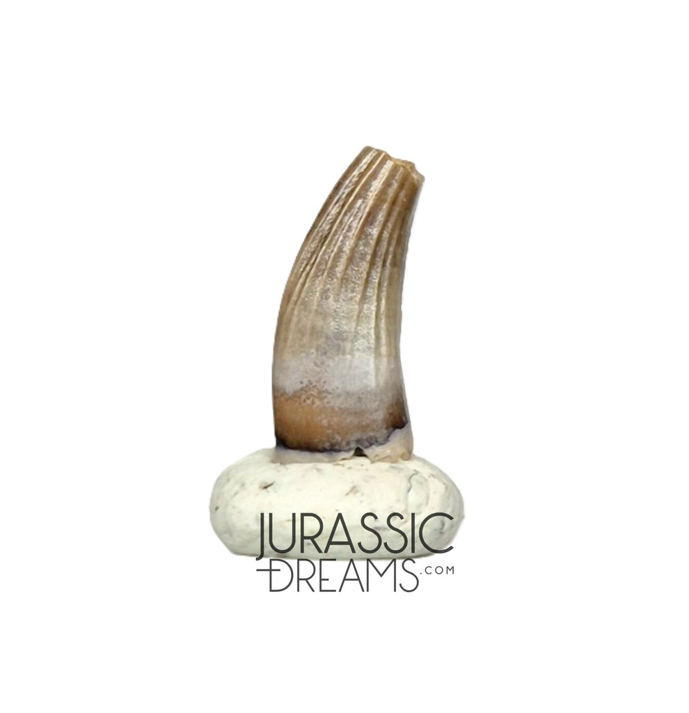 S70 - Exceedingly Rare Paronychodon caperatus (Troodontid Theropod) Dinosaur Tooth - Lance Fm