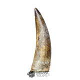 20185 - Nicely Preserved Large Suchomimus tenerensis Dinosaur Tooth IN CATAWIKI AUCTION NOW