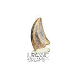 S73 - Top Rare Acheroraptor temertyorum (Dromaeosaurid Raptor Theropod) Dinosaur Tooth - Hell Creek Formation