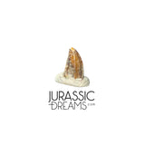 S221 - Exceedingly Rare Zapsalis abradens (Dromaeosaurid Raptor Theropod) Dinosaur Tooth - Judith River Fm
